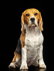 Beagle Dog  Isolated  on Black Background in studio