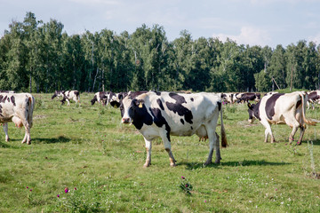 Naklejka na ściany i meble a Herd of cows at summer green field pasture