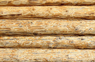 texture wall full-time natural color of one log