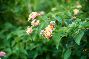 ランタナの花３