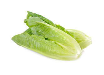 fresh green cos on white background