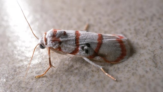 Close up of a insect moth 