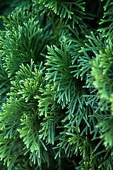 Green Christmas leaves of Thuja trees background