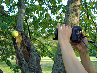 Photographer takes a photo of an Apple in the summer garden.