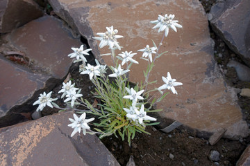 Obraz premium plant d'édelweiss