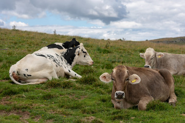 Cows