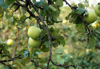 Ripe green apples hang on the branches of the tree.