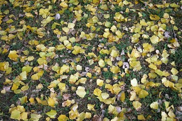 Autumn, yellow fallen leaves on the ground.