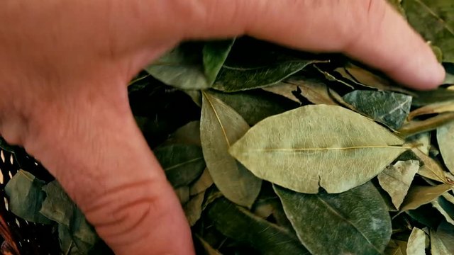 sorting dried coca leafs in a small woven basket