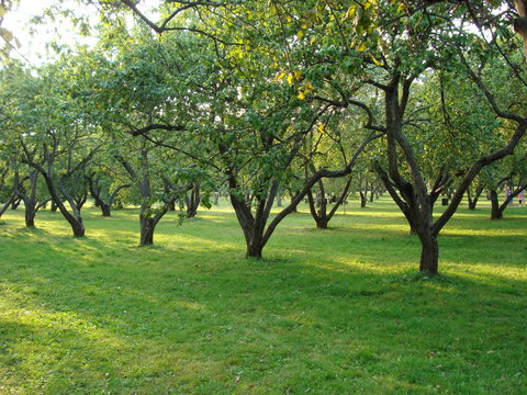 Apple orchard is green with sun glare.
