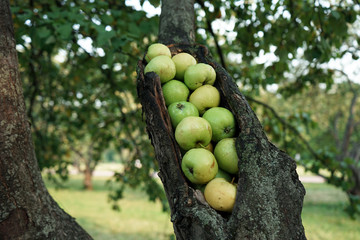 Juicy green apples lie on the tree trunk.