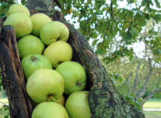Juicy green apples lie on the tree trunk.
