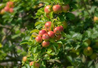 Rote, reifende Äpfel, 18124.jpg