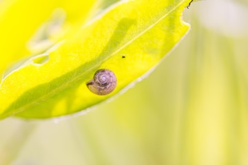 Close up of snail shell sticked to the plant