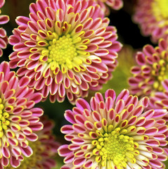 Background of Variegated Chrysanthemum