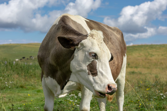 Mottled cow © luca