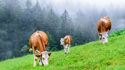 Fototapeta na wymiar Small herd of cows on an organic ecological farm eating fresh grass