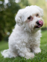 Maltese dog posing with tongue out licking its nose