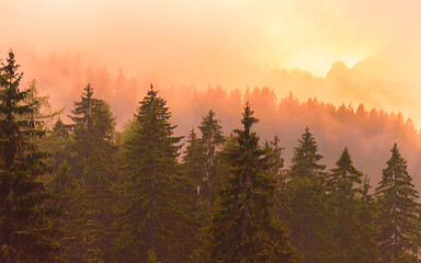 Fototapeta na wymiar Mysterious foggy pine forest in golden sunset light