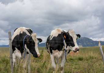 Black and white mottled cows