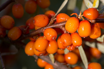 Berries of sea-buckthorn