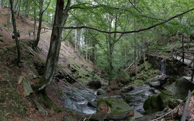 Fototapeta premium Trail to the Alpe Campra mountain hut, inside the Alps pines and firs forest, with a small water stream digged into the rocks and a protection railing