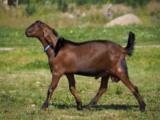  young Nubian goat walking in the meadow in the pasture