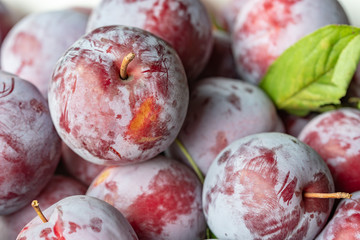 収穫したスモモの実