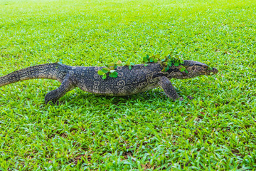 The big lizard on green lawn.