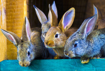 small rabbits in a cage