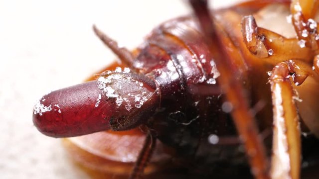 Insect analysis in a lab close up