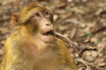 singe