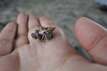 Pequeño hermitaño sobre mano