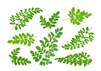 Obraz premium moringa leaves on white background