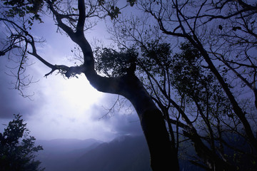 View of monsoon in forest of Goa , India.