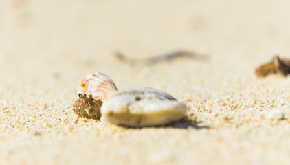 Hermit crab hide beside coral at beach