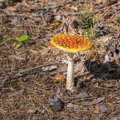 Fly-agaric