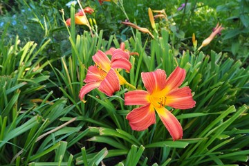 Orange day lily flower