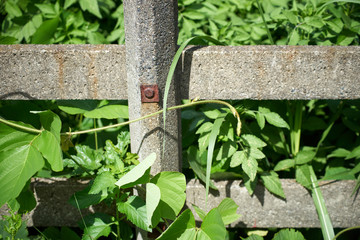 草むら・コンクリートの柵
