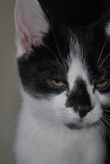 Black and White Kitten Portrait