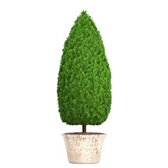 Cupressus in a pot on a white background