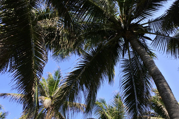 Fototapeta na wymiar Textura de palmeras sobre fondo azul