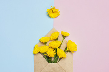 Opened envelope with yellow chrysanthemums on blue pink background top view flat lay. Festive greeting concept, floral background, happy valentines day, womens day, 8 of march, mothers day