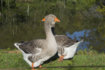 Geese on the hacienda, Igrejinha,  Rio Grande do Sul, Brazil