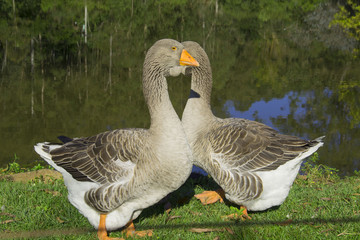 Fototapeta premium Geese on the hacienda, Igrejinha, Rio Grande do Sul, Brazil