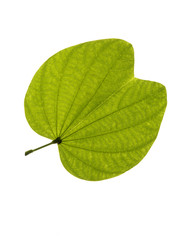 Green leaf detail