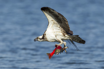 Majestic osprey has salmon in its talons.