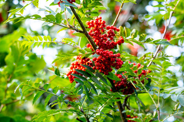 Ash tree with wild red berries on summers day in Scotland