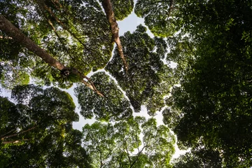 Wonderful low angle shot of small and large gaps between the tops of trees, as if they are trying to avoid touching each other. The crown shyness was taken in FRIM in Kepong, Malaysia.