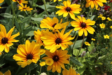 Fototapeta na wymiar Beautiful yellow flowers in the garden